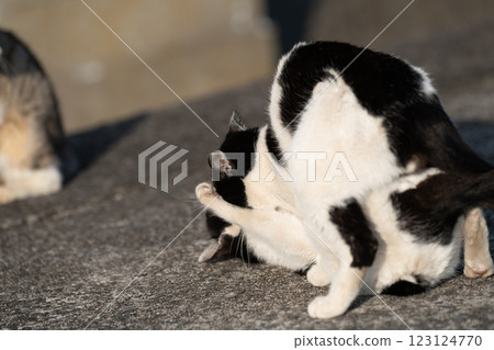 Two cats fighting Two cats fighting 123124770