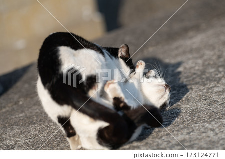 Two cats fighting Two cats fighting 123124771