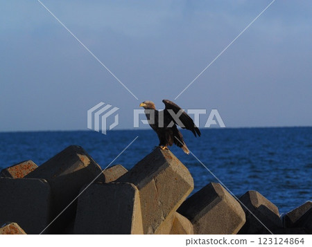 一隻白尾鷹飛過一隻四足動物 一隻白尾鷹飛過一隻四足動物 123124864