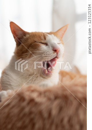 A cute cat relaxing and sticking out its tongue - brown tabby and white A cute cat relaxing and sticking out its tongue - brown tabby and white 123125354