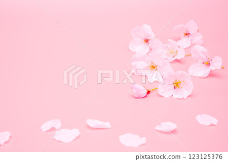 Cherry blossom isolated on pink background. Sign of spring. Copy space 123125376
