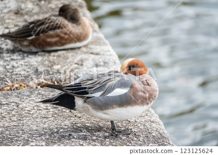 A male Wigeon relaxing on a stone wall at Osaka Castle Park 123125624