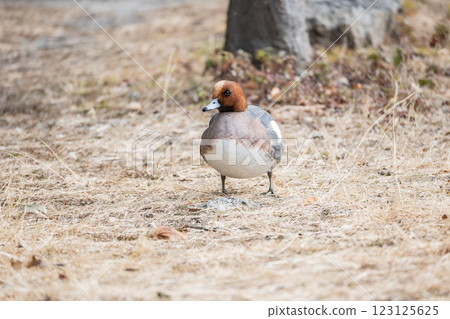赤頸鴨(雄性) 大阪城公園 赤頸鴨(雄性) 大阪城公園 123125625
