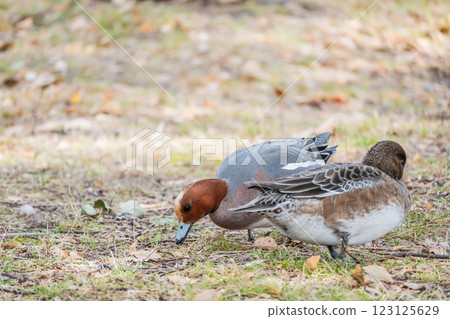 大阪城公園的赤頸鴨上岸覓食 大阪城公園的赤頸鴨上岸覓食 123125629