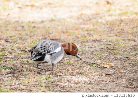 Wigeon (male) Osaka Castle Park 123125630