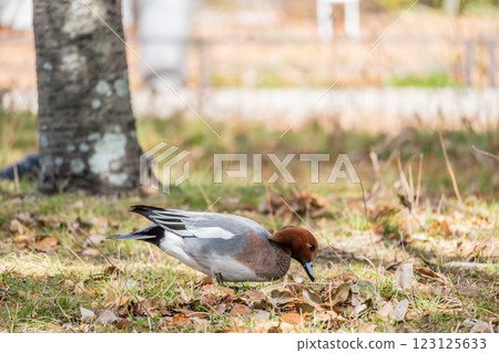 大阪城公園裡，一隻雄性赤頸鴨上岸啄食草地 123125633