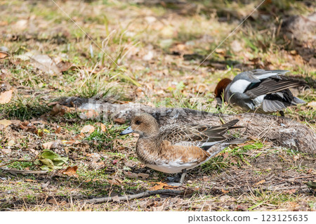 赤頸鴨(雌性) 大阪城公園 赤頸鴨(雌性) 大阪城公園 123125635