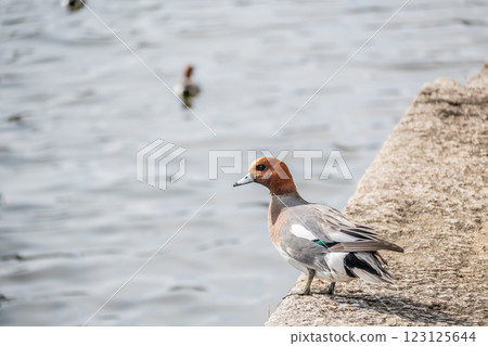 Wigeon (male) Osaka Castle Park 123125644