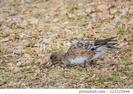 A female Wigeon comes onto land and pecks at grass in Osaka Castle Park 123125646