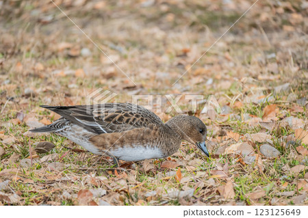 A female Wigeon comes onto land to search for food at Osaka Castle Park 123125649