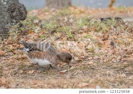 一隻雌性赤頸鴨在大阪城公園上岸尋找食物 123125656