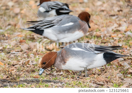 A male Wigeon comes onto land to search for food at Osaka Castle Park A male Wigeon comes onto land to search for food at Osaka Castle Park 123125661