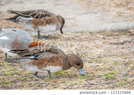 A female Wigeon comes onto land to search for food at Osaka Castle Park 123125666