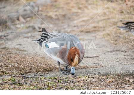 大阪城公園，一隻雄性赤頸鴨上岸覓食 123125667