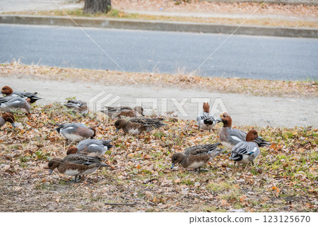 大阪城公園一群綠頭鴨上岸覓食 大阪城公園一群綠頭鴨上岸覓食 123125670