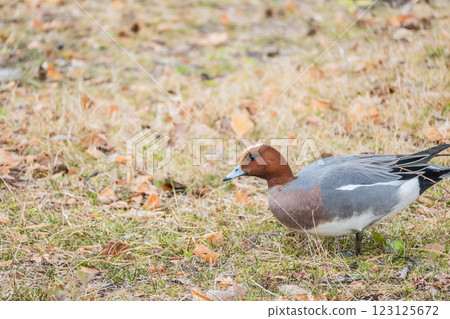 Wigeon (male) Osaka Castle Park 123125672