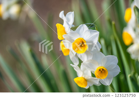 Narcissus Narcissus 123125750