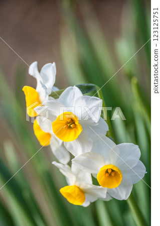 水仙 123125751