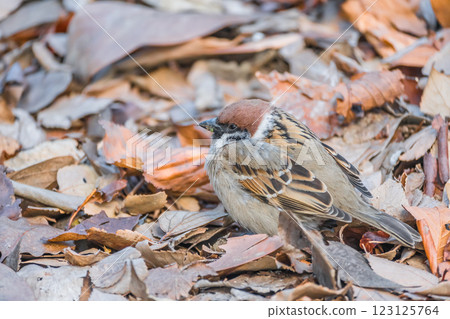 Sparrow Sparrow 123125764