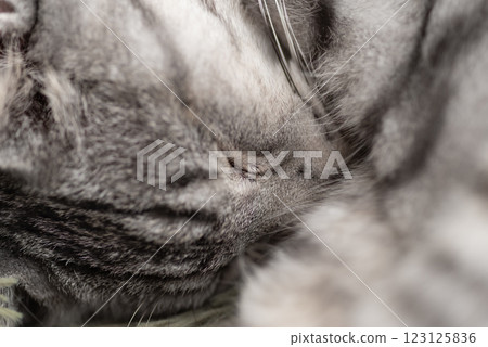 睡貓的微距照片 - 棕色虎斑貓 123125836