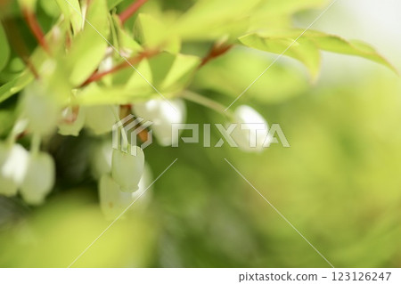 Daeda Dengoshi的白花 123126247