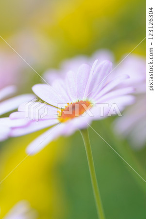 Light purple Margaret Light purple Margaret 123126304