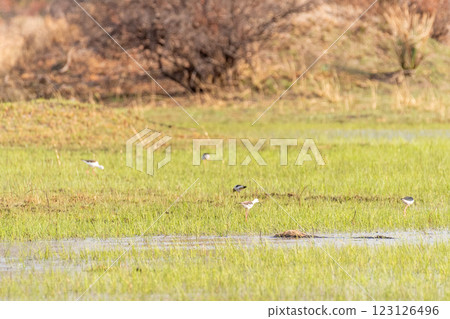 Black-winged stilt in the Okavango Black-winged stilt in the Okavango 123126496
