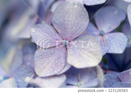 繡球花在雨中濕潤 123126565
