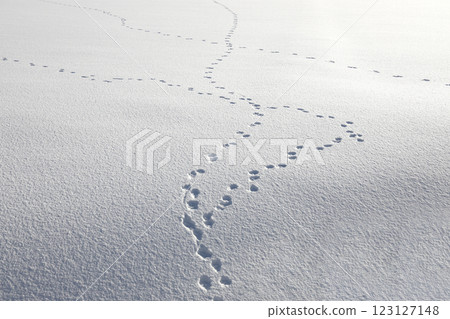 雪地動物的足跡 123127148