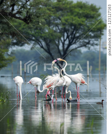 nature scenery natural painting by Greater flamingo or Phoenicopterus roseus flock or flamingos family in winter season migration Keoladeo National Park forest Bharatpur bird sanctuary rajasthan india 123127163