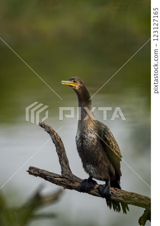 wild indian cormorant or Indian shag or Phalacrocorax fuscicollis at keoladeo national park bharatpur sanctuary rajasthan india Non breeding bird portrait with blue iris in natural green background 123127165