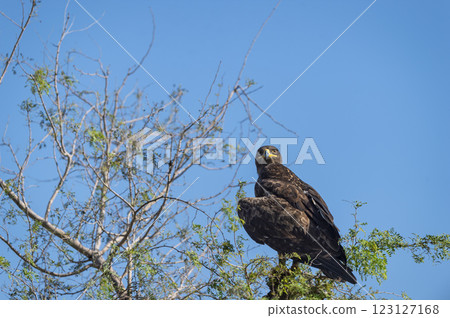 Greater spotted eagle or Clanga clanga large bird of prey at keoladeo national park or bharatpur bird sanctuary forest rajasthan india. bird of prey closeup or portrait perched on tree Greater spotted eagle or Clanga clanga large bird of prey at keoladeo national park or bharatpur bird sanctuary forest rajasthan india. bird of prey closeup or portrait perched on tree 123127168