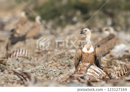 Griffon vulture or Eurasian Griffon or Gyps fulvus closeup or portrait perched on carcass of dead animals in dump yard during winter migration at jorbeer conservation reserve bikaner Rajasthan India Griffon vulture or Eurasian Griffon or Gyps fulvus closeup or portrait perched on carcass of dead animals in dump yard during winter migration at jorbeer conservation reserve bikaner Rajasthan India 123127169