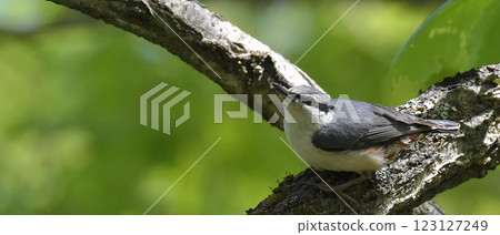 A nuthatch clinging to a tree trunk 123127249