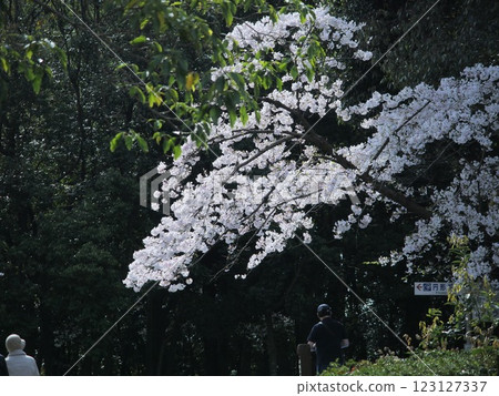 日本櫻花 櫻花地點:關西 2024 日本櫻花 櫻花地點:關西 2024 123127337