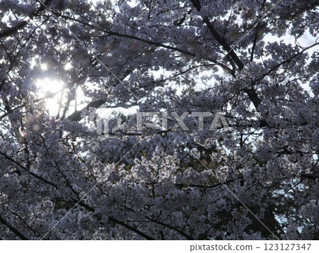 日本櫻花 櫻花地點：關西 2024 123127347