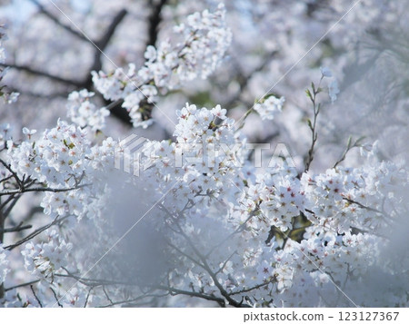 Japanese Cherry Blossoms Sakura Location: Kansai 2024 123127367