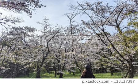 Japanese Cherry Blossoms Sakura Location: Kansai 2024 123127397