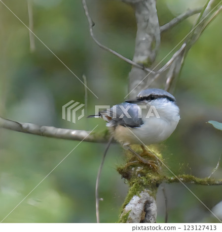 Nuthatch perching on a branch 123127413