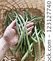 Photo of fresh, pesticide-free green beans grown in a home garden 123127740