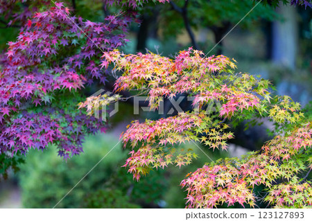 [高松市]栗林公園的紅葉 123127893