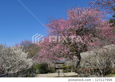 Atami Plum Garden, Atami City, Shizuoka Prefecture, Red plum blossoms in a Korean garden, Early-blooming plum blossoms 123127906