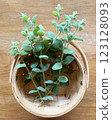 Photo of home-grown apple mint in a basket 123128093