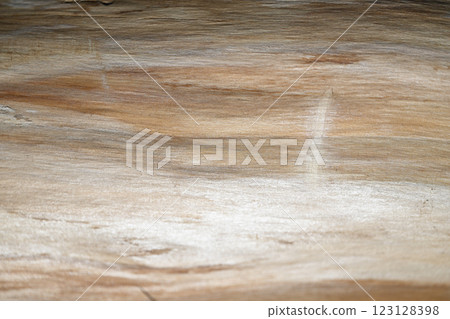 Cambium layer of evergreen tree, Inumaki (Japanese yew) [Background material] 123128398