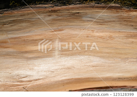 Cambium layer of evergreen tree, Inumaki (Japanese yew) [Background material] 123128399