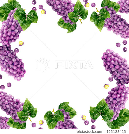 Square frame of grapes (Delaware) Hand-drawn watercolor illustration background material of fruit Square frame of grapes (Delaware) Hand-drawn watercolor illustration background material of fruit 123128413