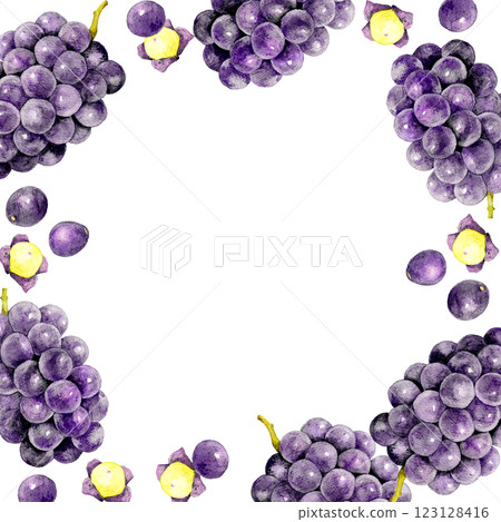 Grape (Kyoho) square frame Fruit hand-drawn watercolor illustration background material 123128416