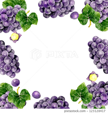 Grape (Kyoho) square frame Fruit hand-drawn watercolor illustration background material 123128417