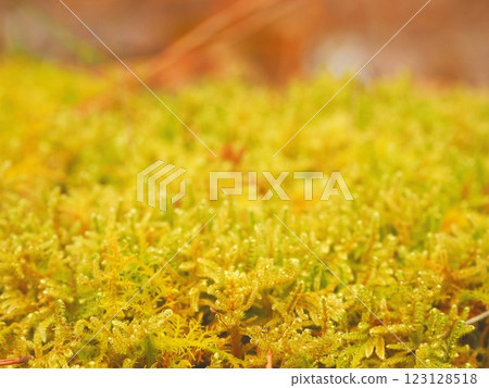 Moss Ecology Photos Moss Ecology Photos 123128518
