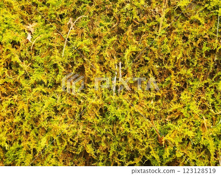 苔蘚生態照片 苔蘚生態照片 123128519